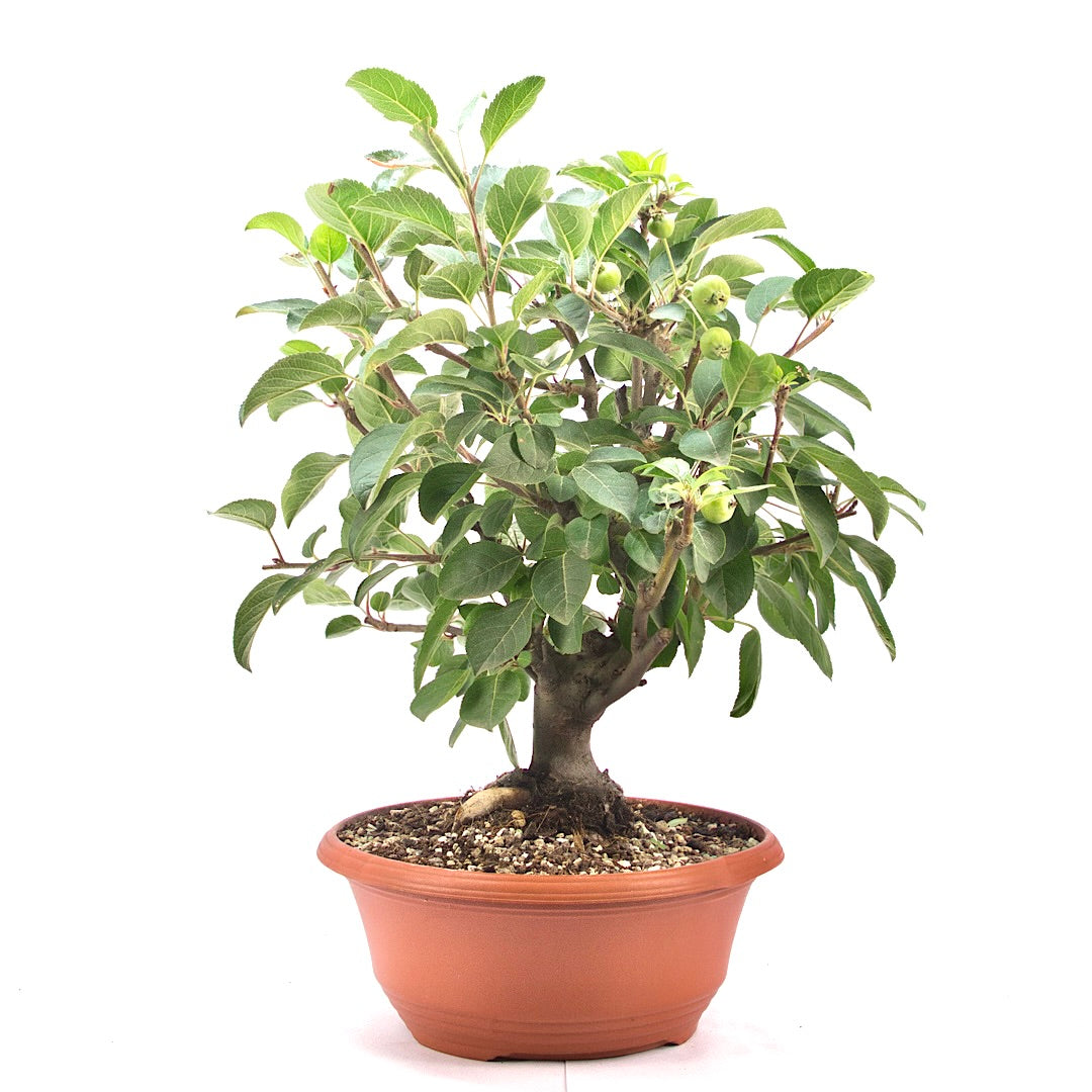 Zierapfel 'Malus spec.'